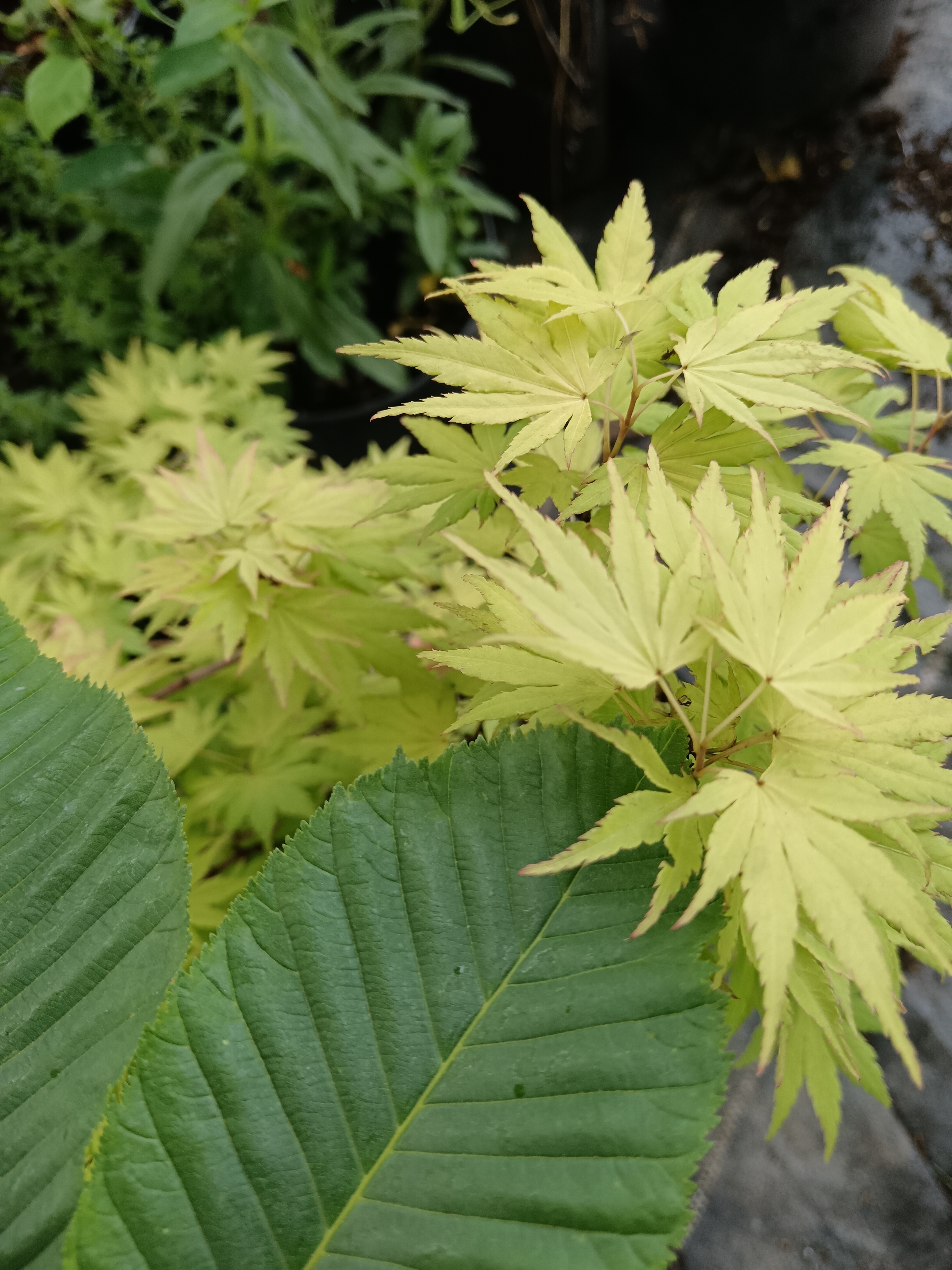 Fák és cserjék telepítése