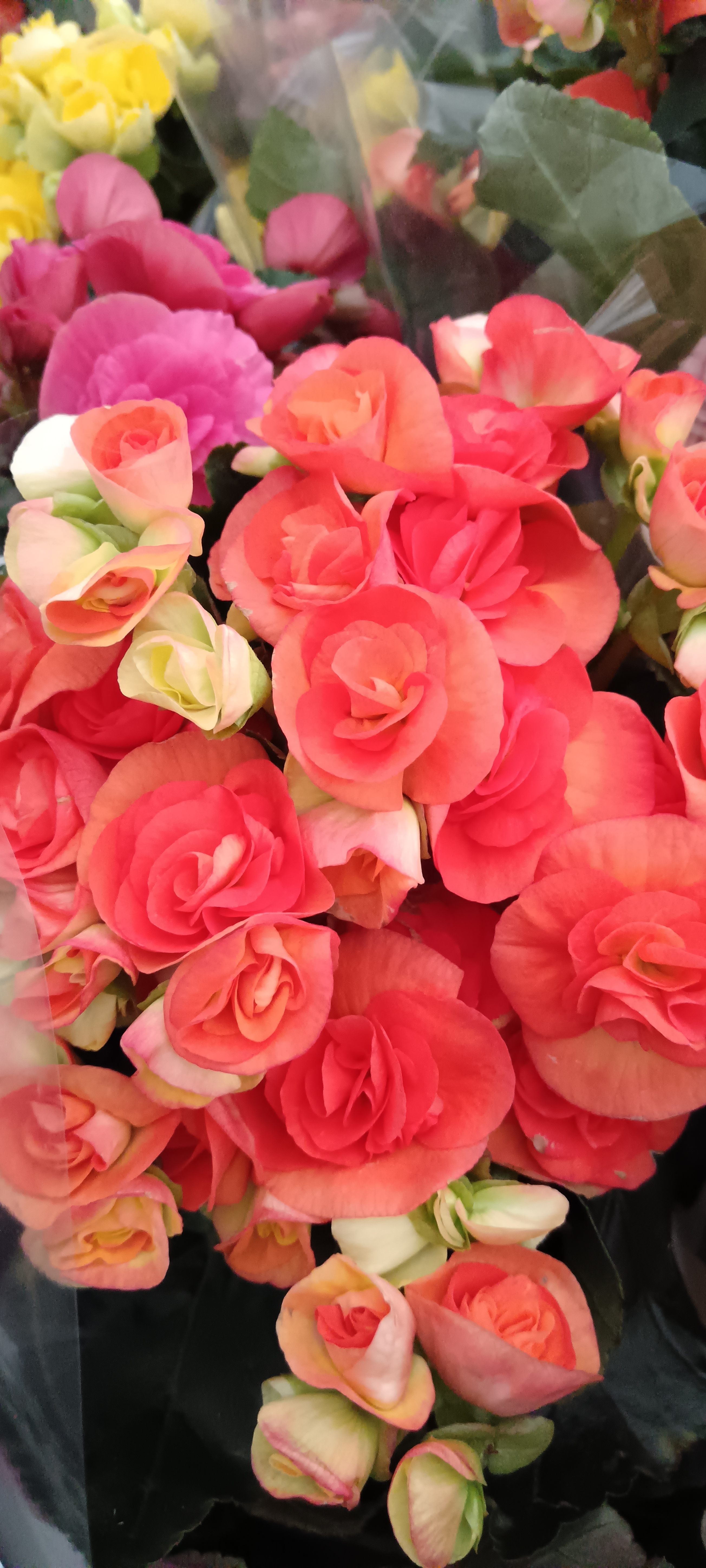 A nyári balkonok színpompás növénye: a begónia