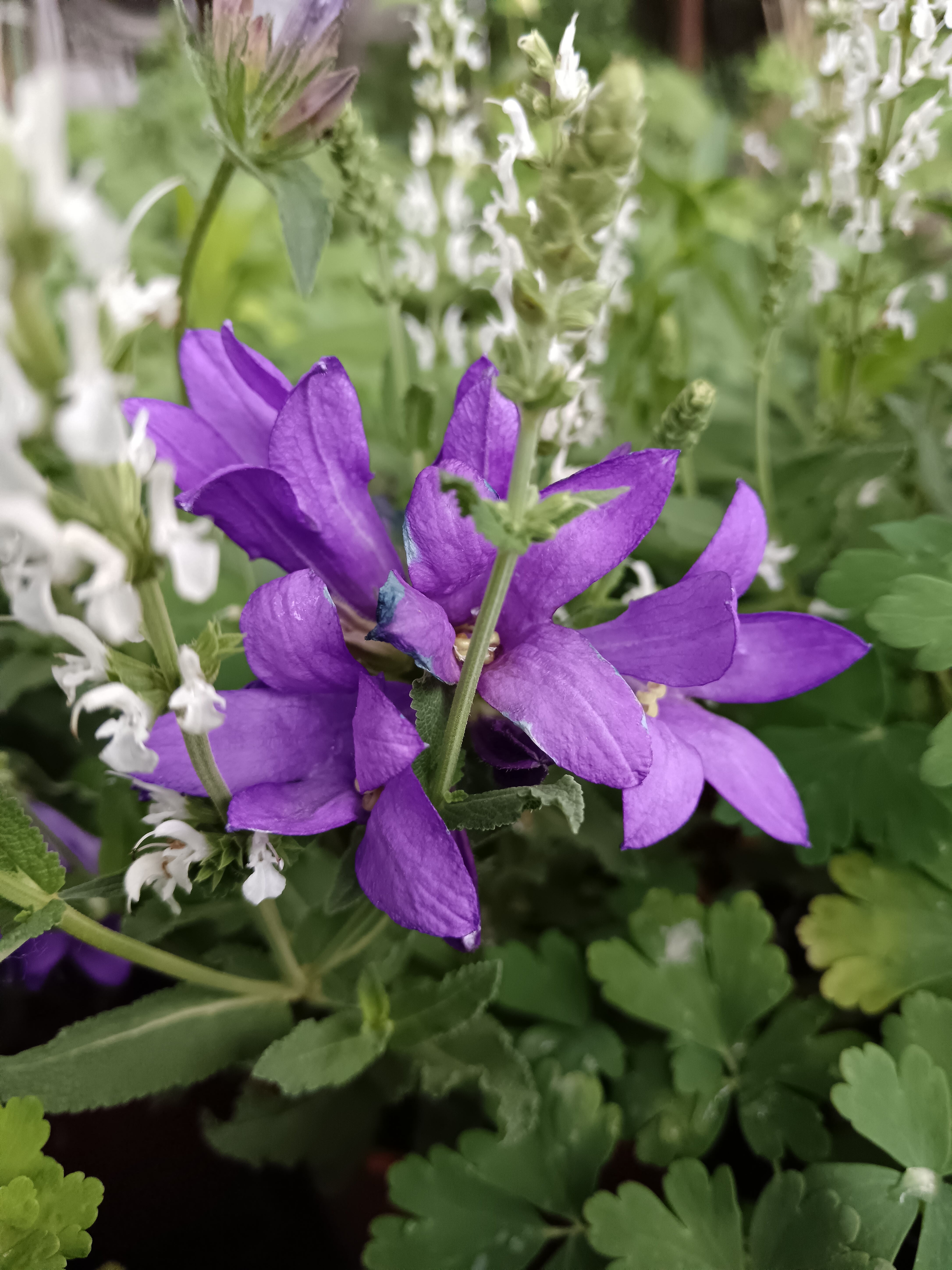 Csomós harangvirág