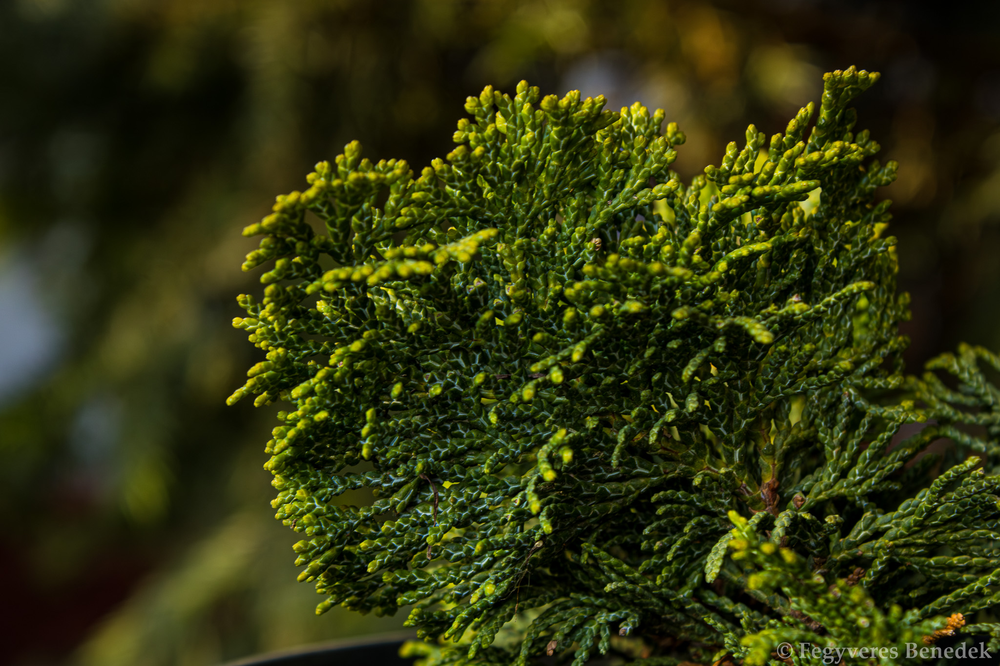 törpe hinoki hamisciprus