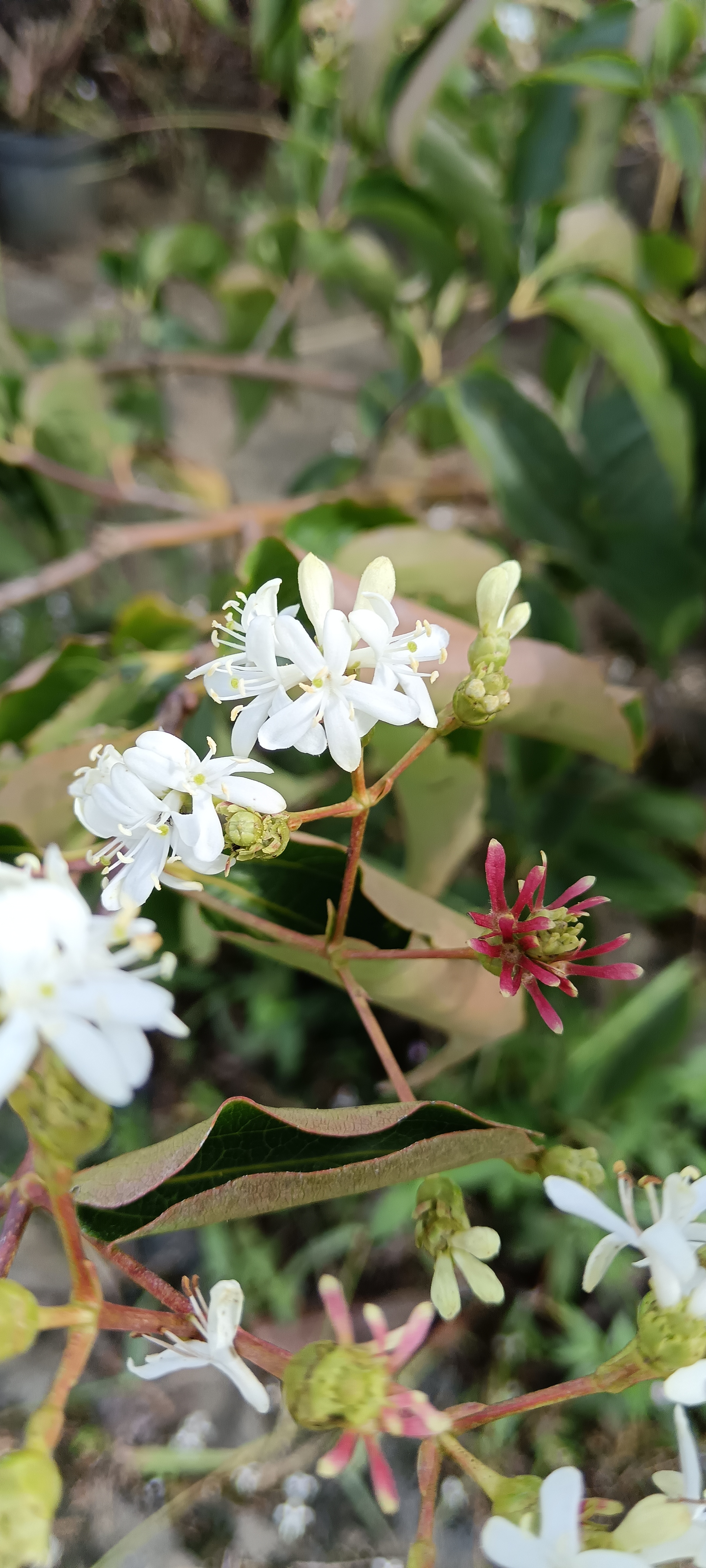Heptacodium (Kínai hétfiúvirágcserje)