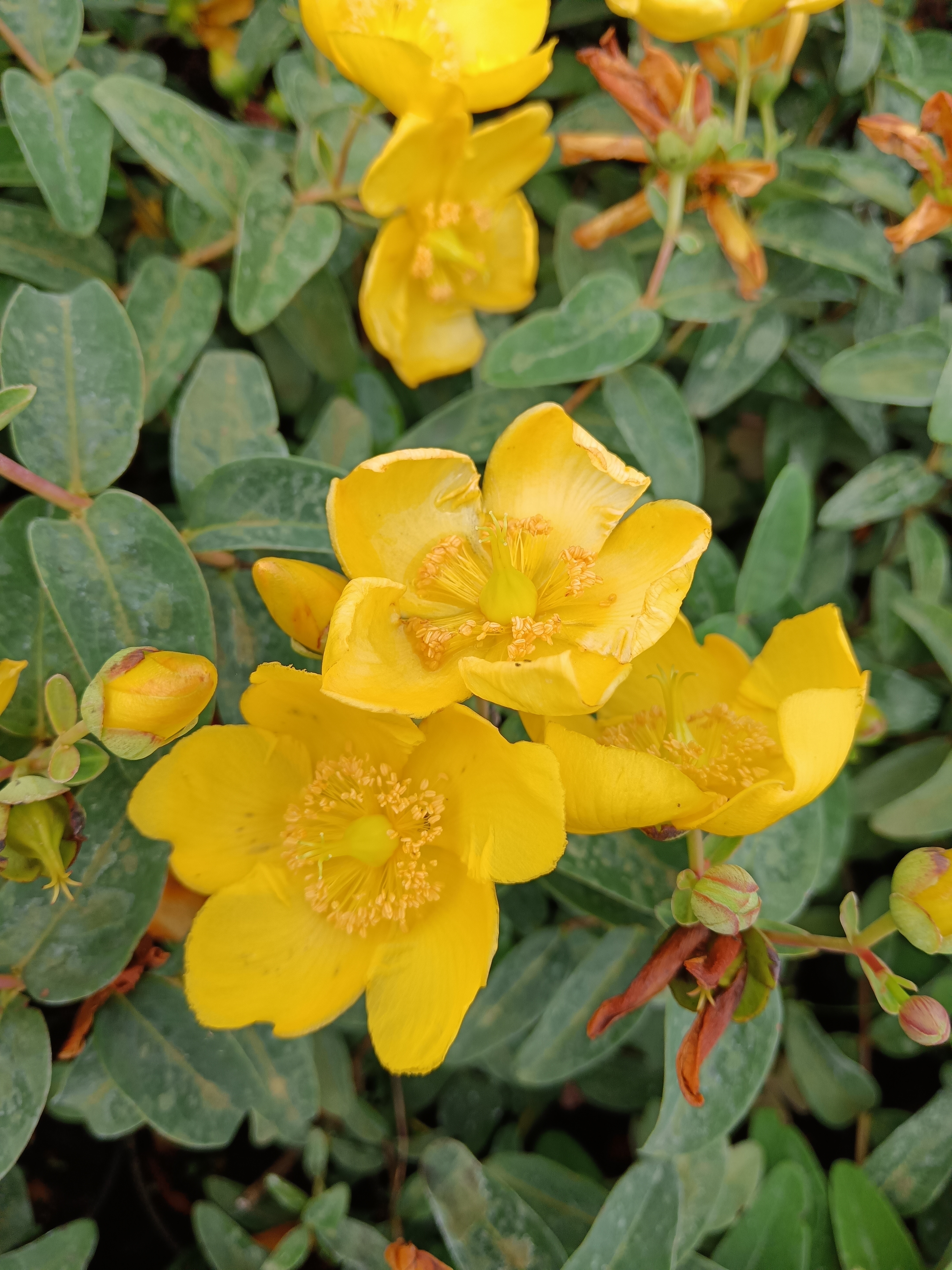 örökzöld orbáncfű