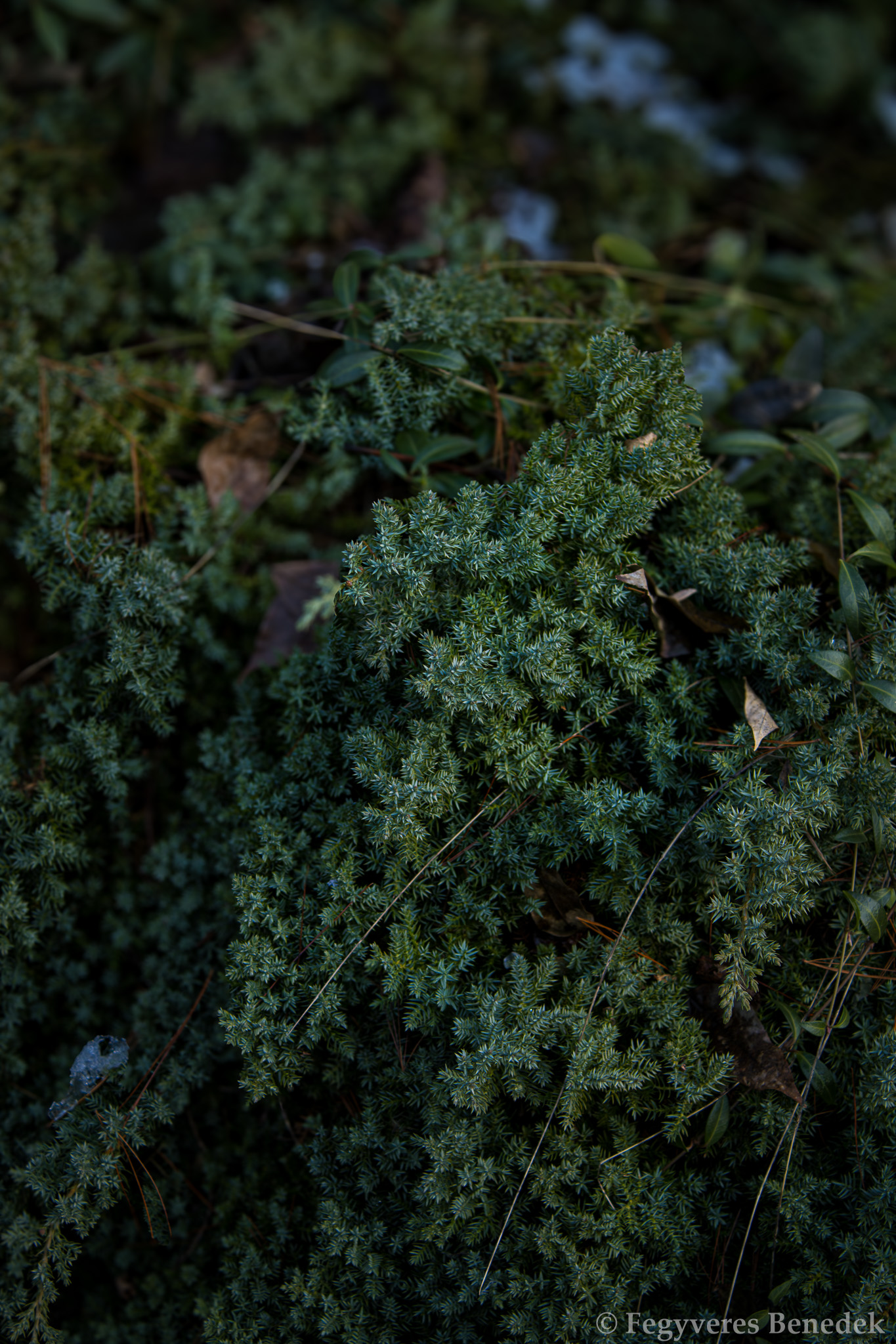 törpe kúszóboróka