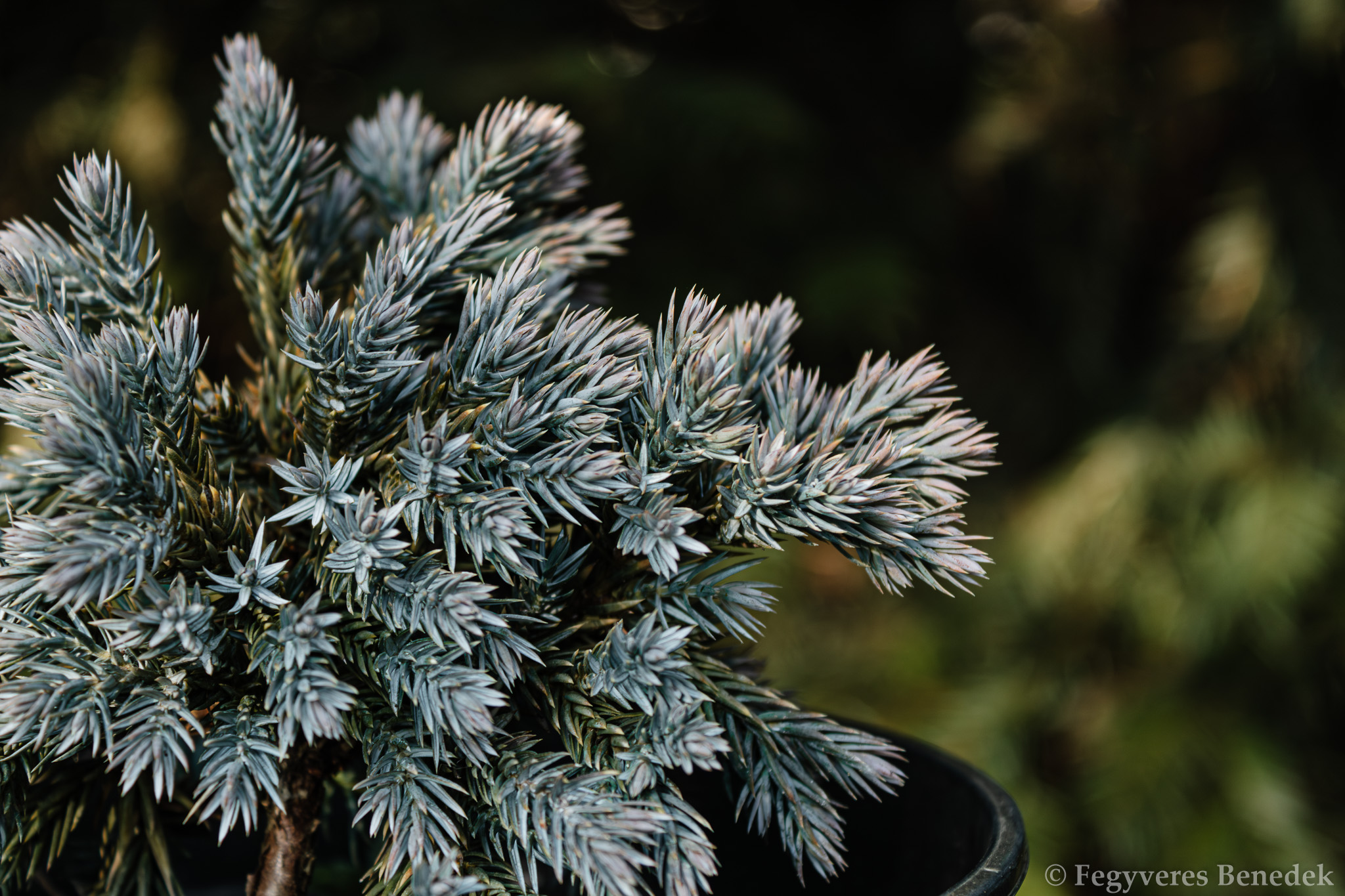 himalájai törpeboróka