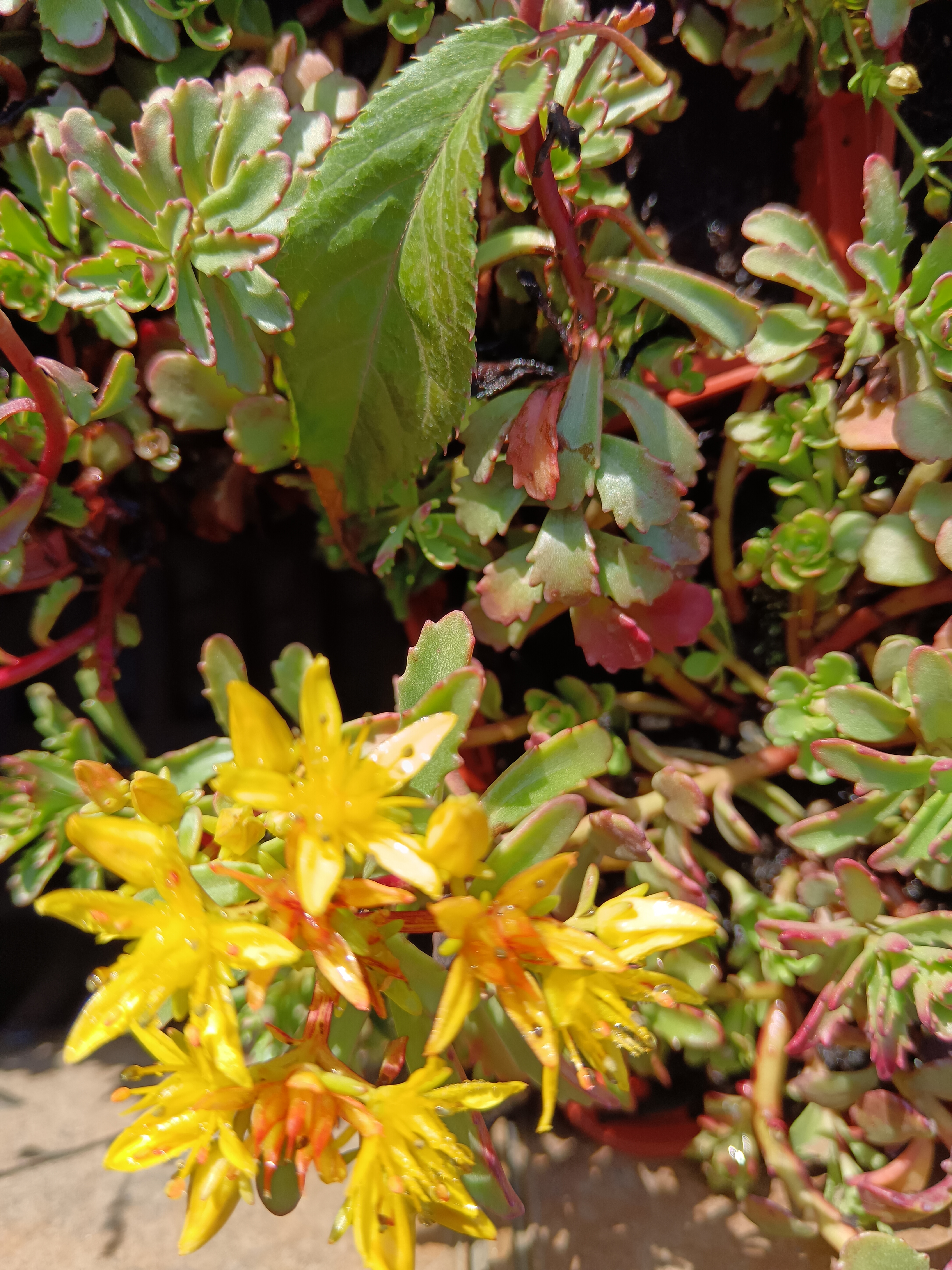 dúsvirágú varjúháj