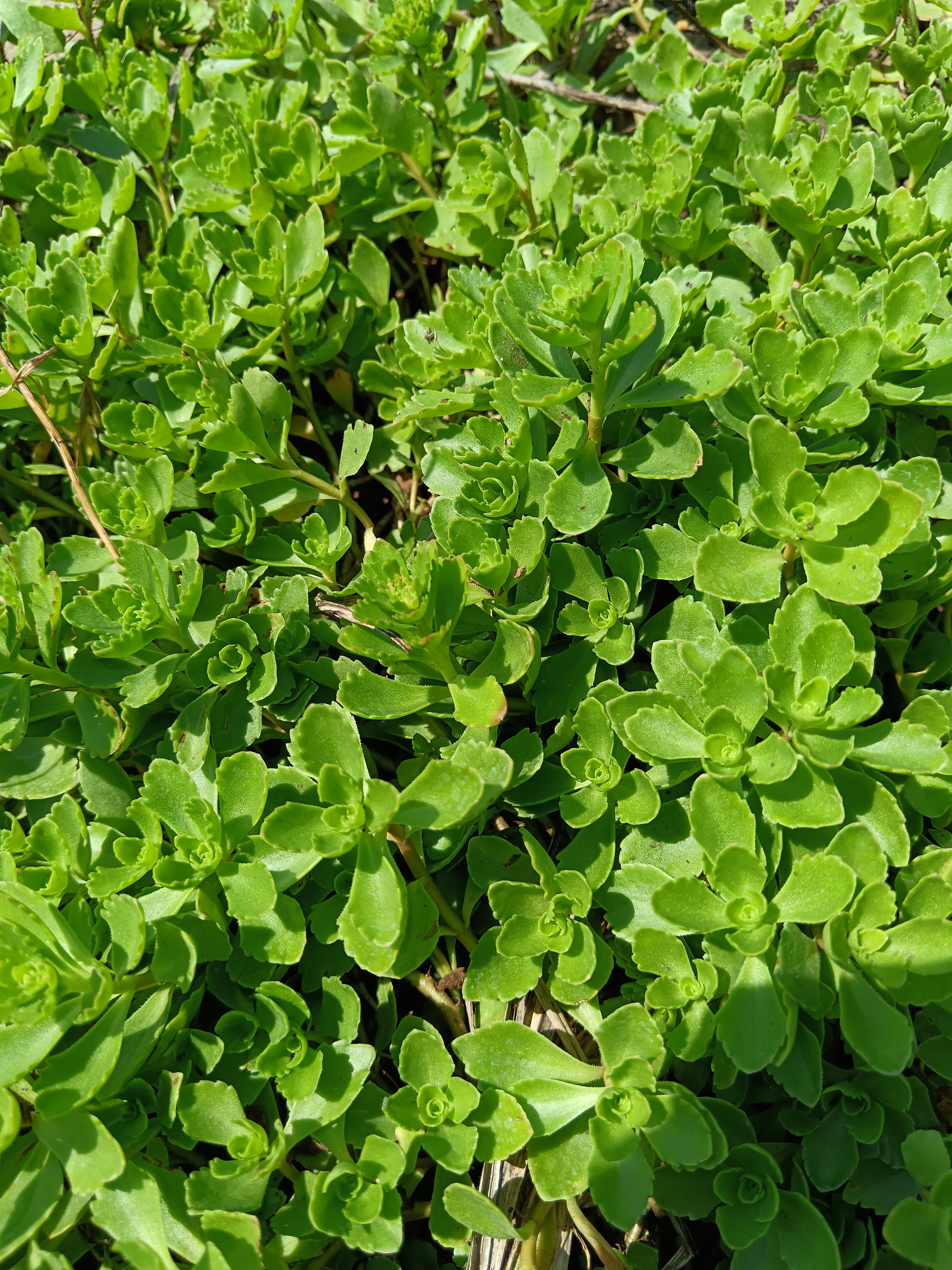 örökzöld varjúháj