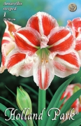 amarillis hippeastrum csíkos