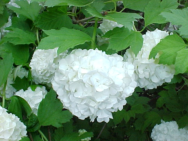 http://www.kolibrikerteszet.hu/files/Kepek/diszcserjek1/Viburnum%20opulus%20Roseum.jpg