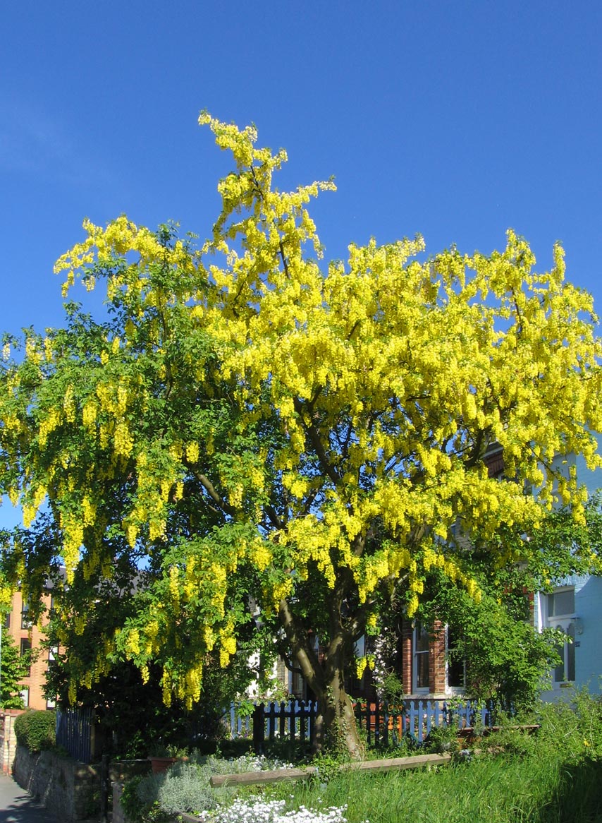 laburnum%20anagyroides.jpg