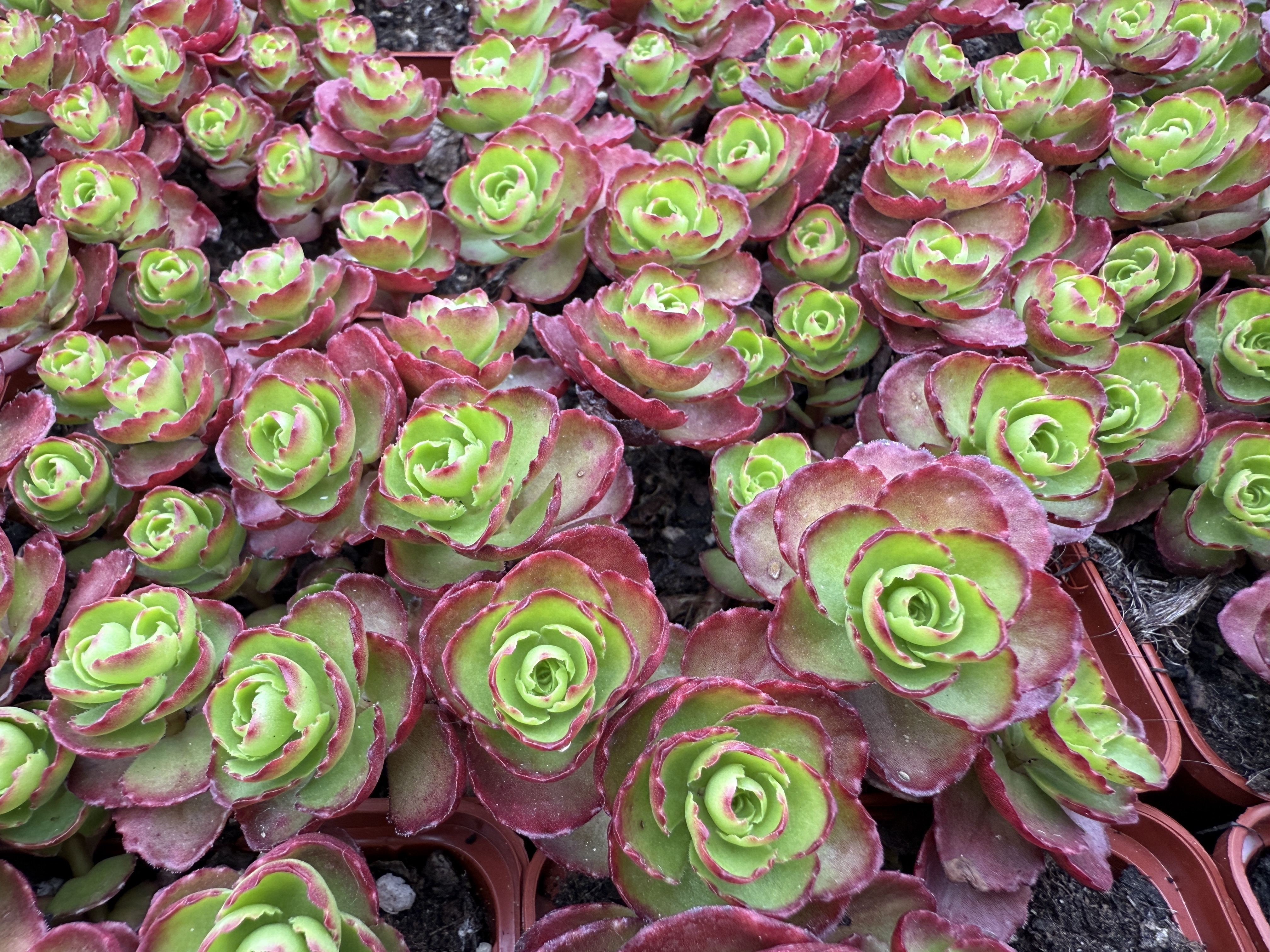 Kaukázusi varjúháj