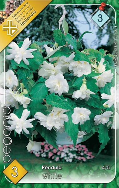 csüngő begónia fehér