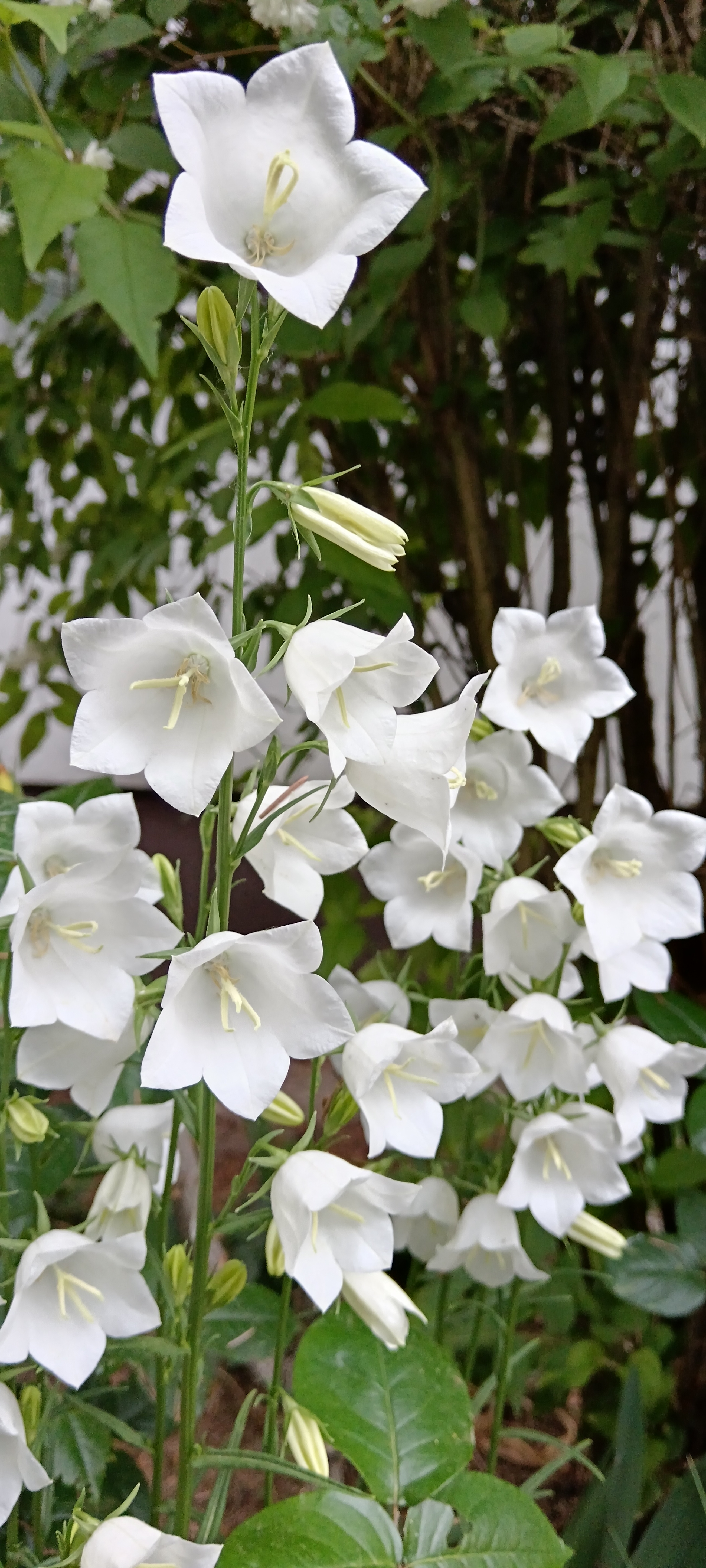 baracklevelű harangvirág