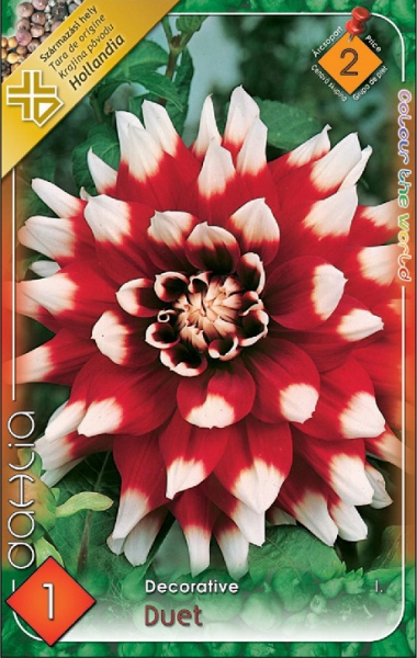 dália duet