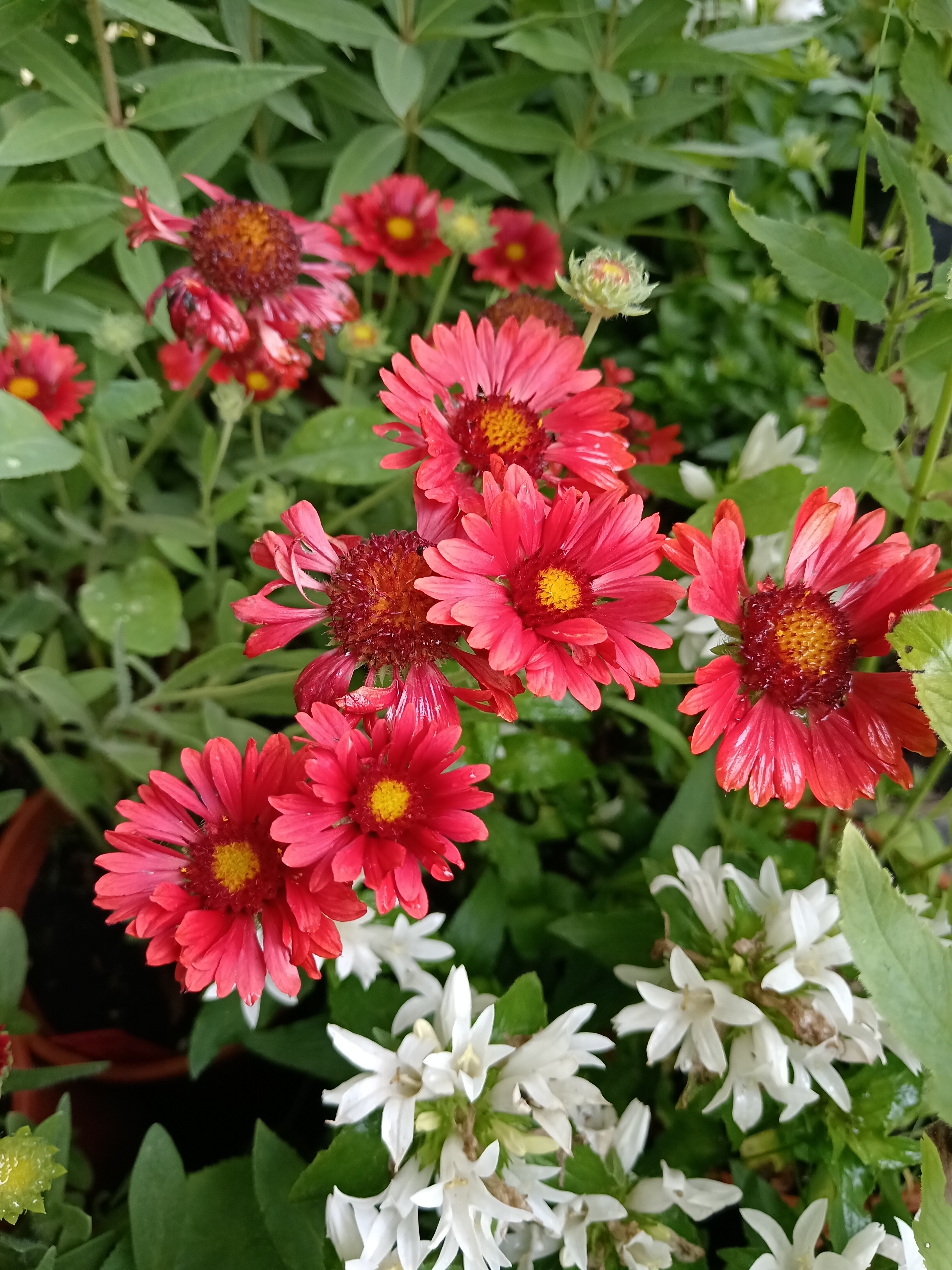 kokárdavirág burgunder