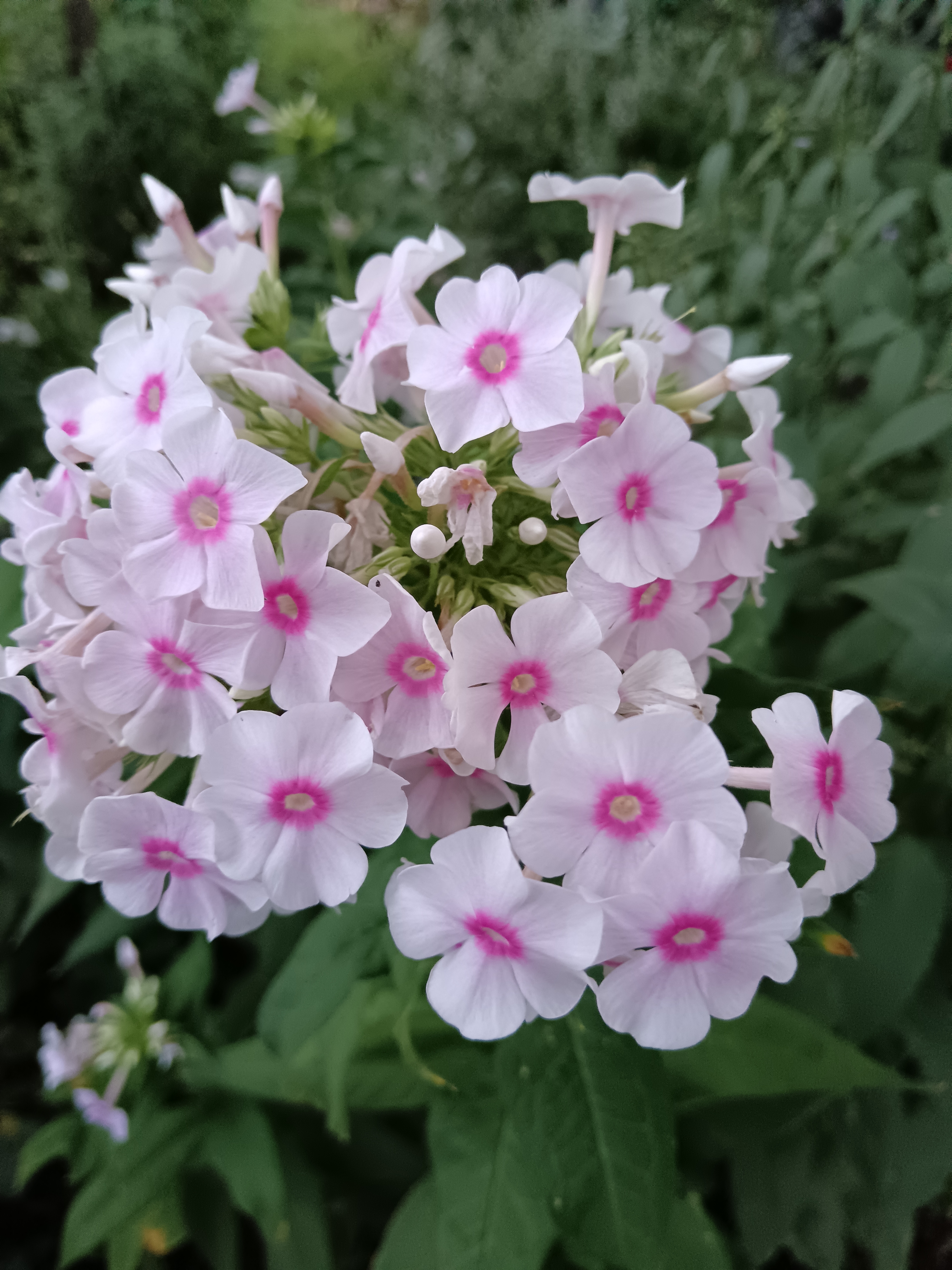 Bugás lángvirág rózsaszín