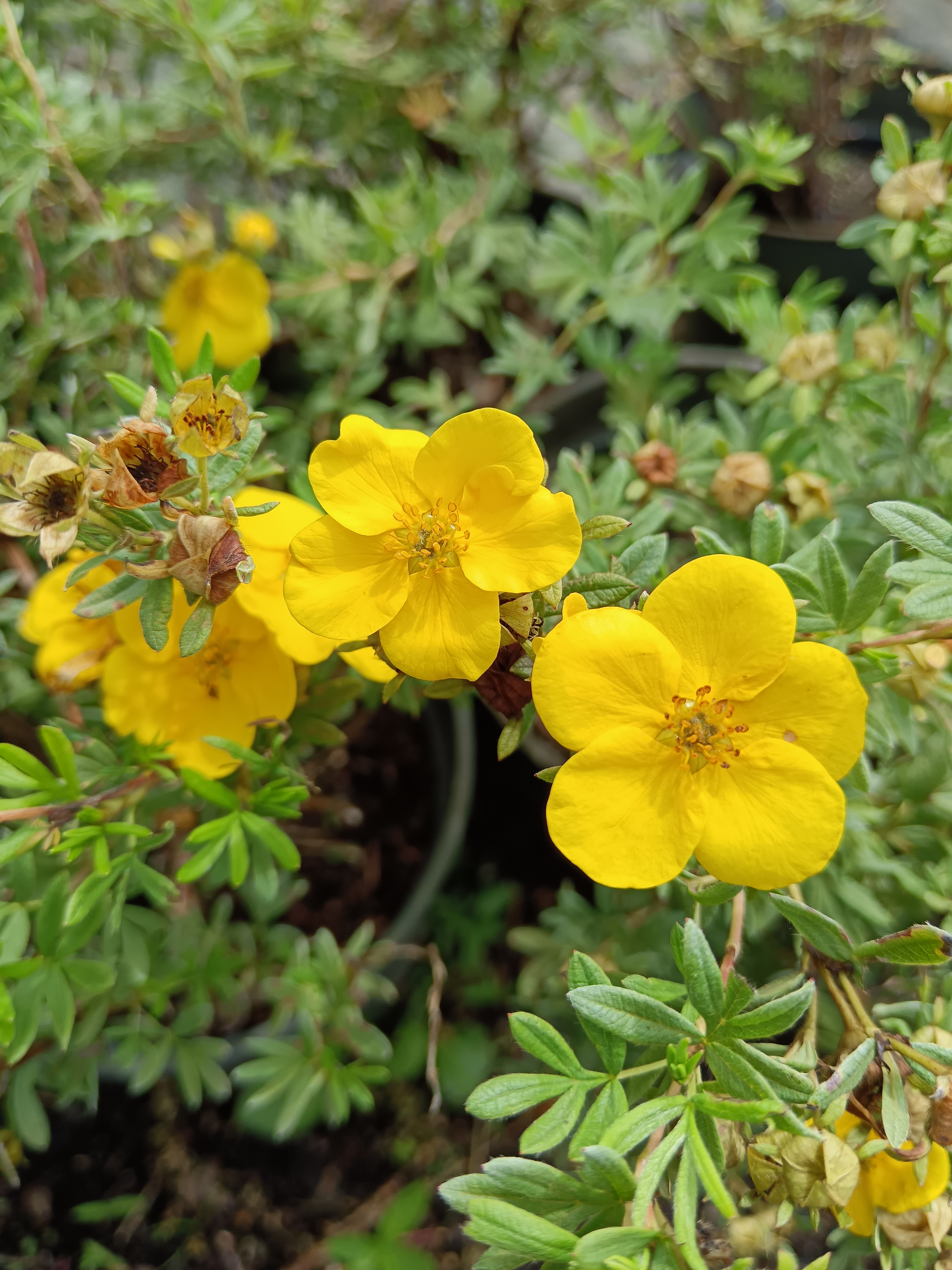 Cserjés pimpó (sárga)