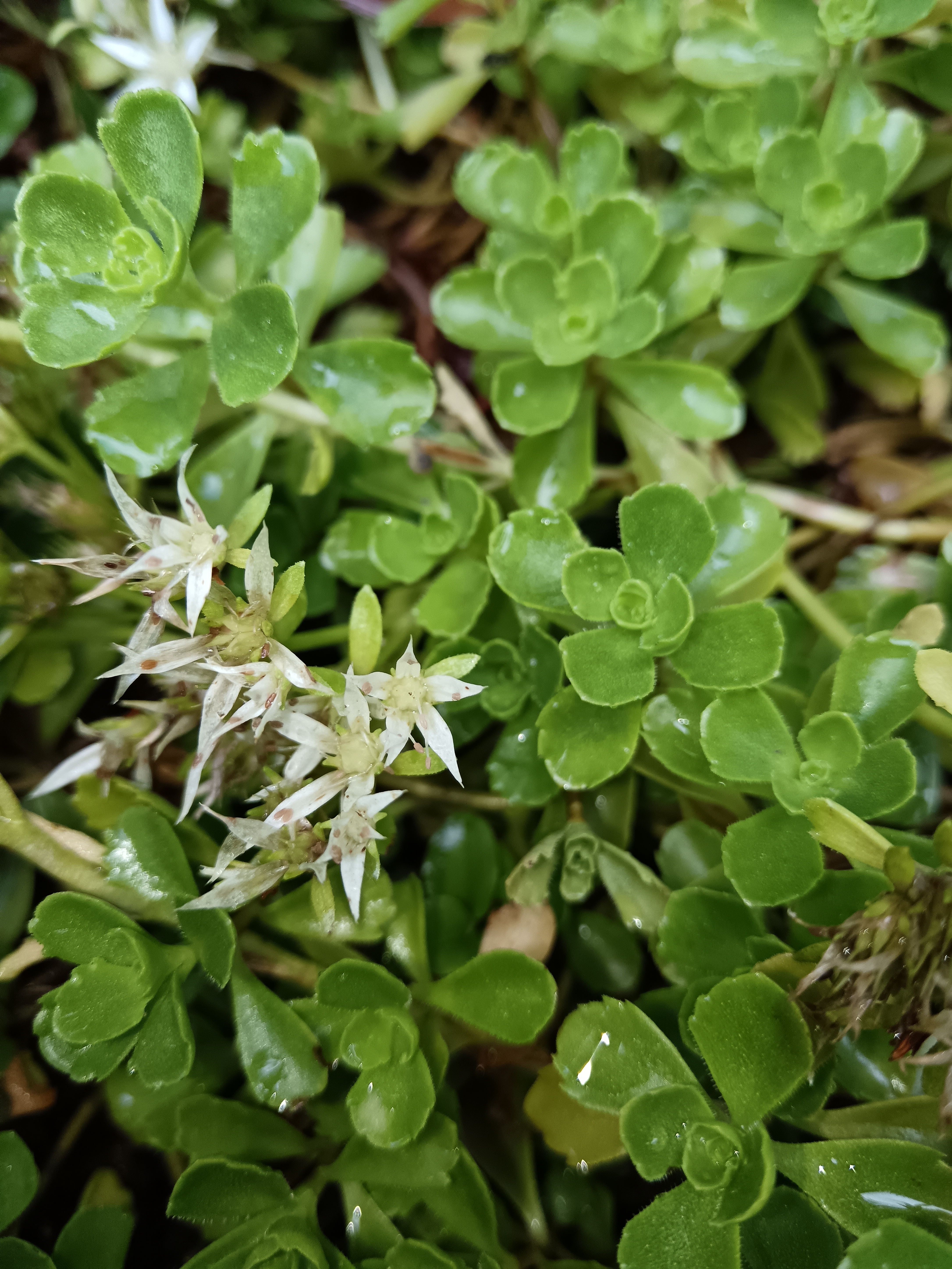 örökzöld varjúháj