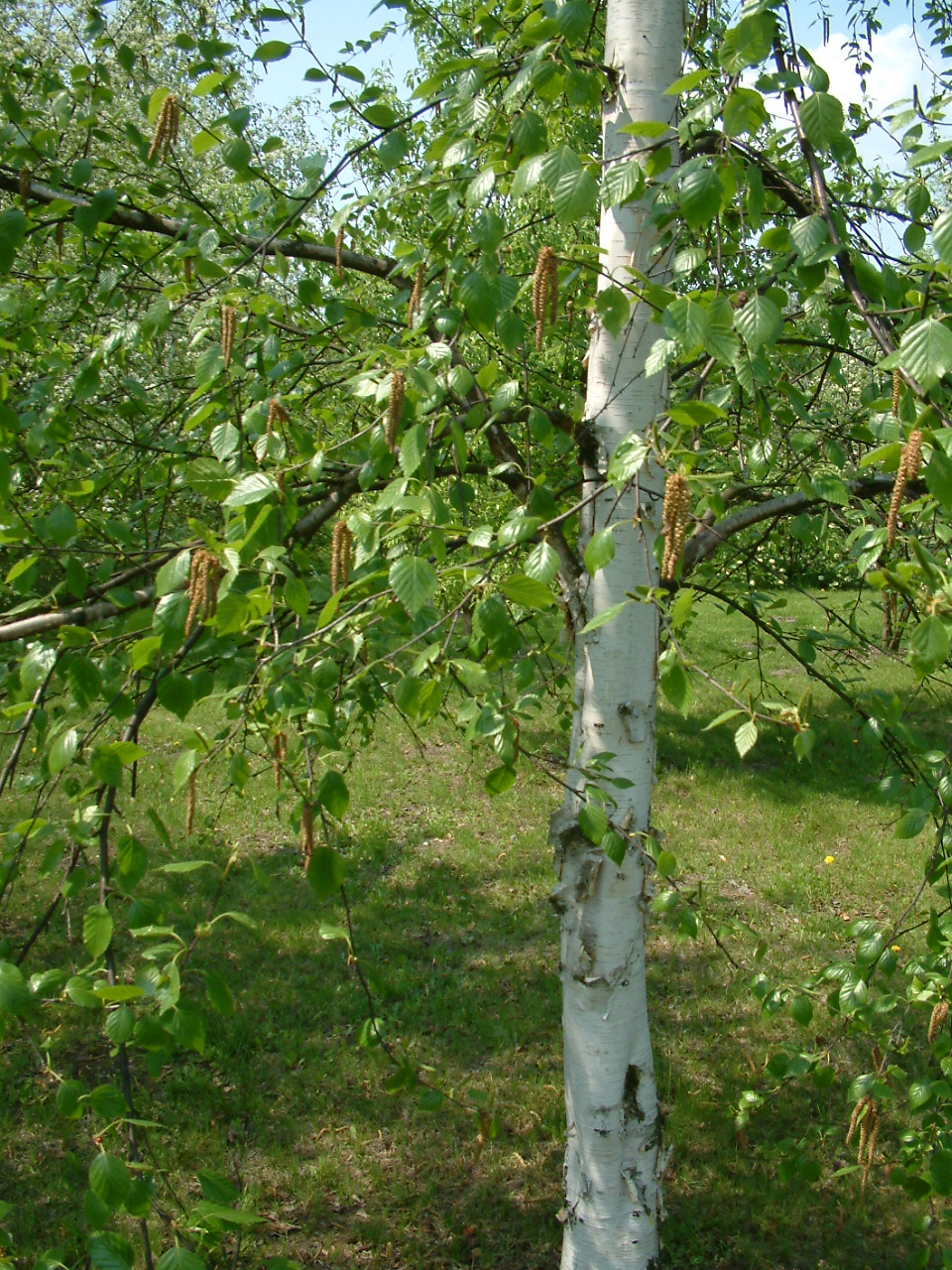 Где купить березку. Береза Жакмона (Betula jacquemontii). Береза Жакмана многоствольная. Береза повислая Schneverdinger Goldbirke. Береза полезная Жакмана.