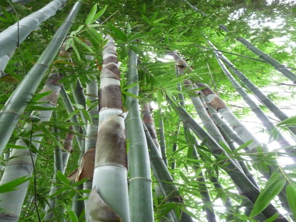 Dendrocalamus (Tajvani óriás bambusz)