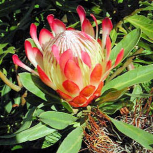 Protea (Ezüstös édesbokor)