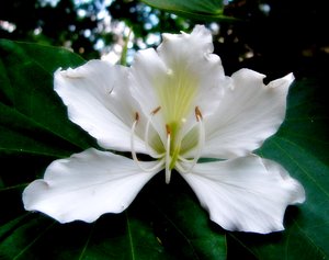 Bauhinia (Orchideafa)