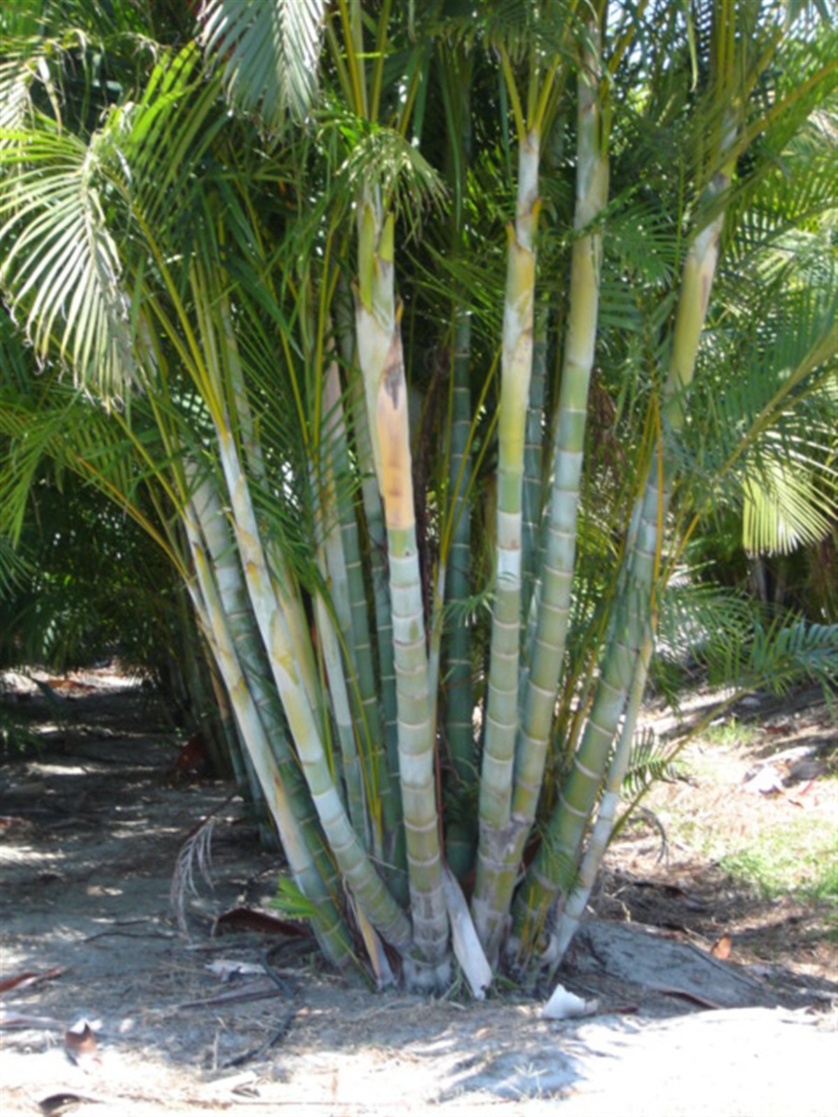 Dypsis (Aranynád pálma)