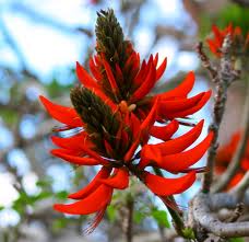 Erythrina (Korallfa)