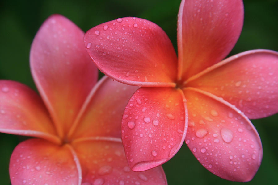 Plumeria (Frangipáni, Hawaii rózsa)