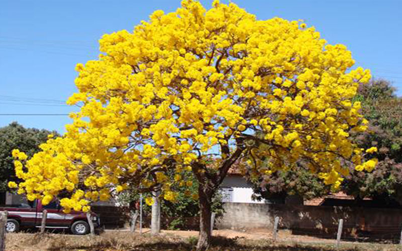 Tabebuia (Arany trombitafa)