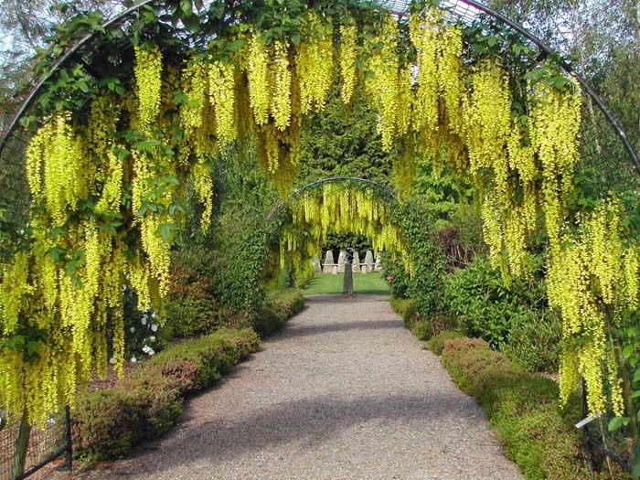 Laburnum (Aranyeső)