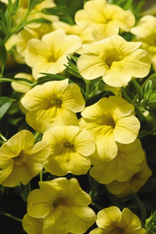 Petunia (Petúnia)