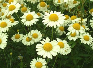 Anthemis (Pipitér)