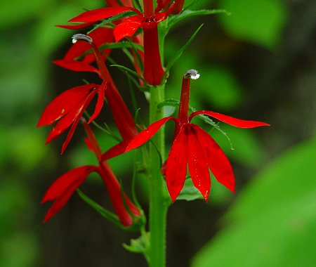 Lobelia (Lobélia)