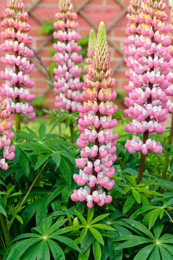 Lupinus (Csillagfürt)