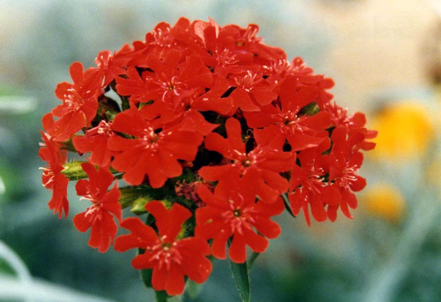 Lychnis (Kakukkszegfű, Égőszerelem)