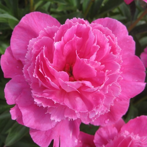 Paeonia (Bazsarózsa)