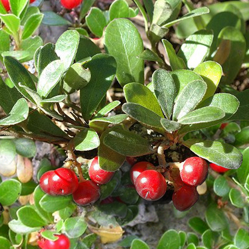 Arctostaphylos (Medveszőlő)