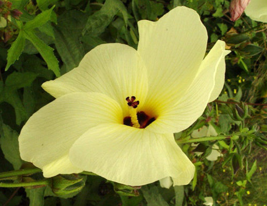 Abelmoschus (Okra)