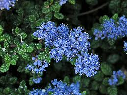 Ceanothus (Táskavirág)