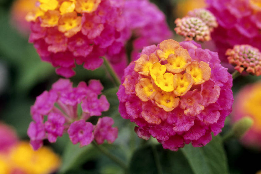 Lantana (Sétányrózsa)